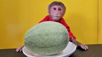 Monkey EM eats Japanese Cucumis Melo