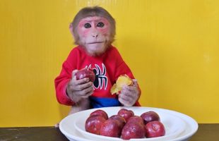Monkey EM eats mini purple Apples
