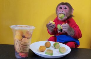 Monkey EM eats Review Mini Sponge Cake