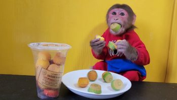 Monkey EM eats Review Mini Sponge Cake