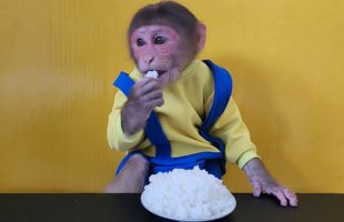 Monkey EM eats rice so cute