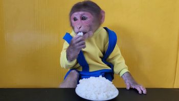 Monkey EM eats rice so cute