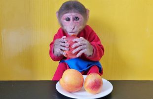 Monkey EM Eats Three Peaches Very Enjoy