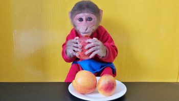 Monkey EM Eats Three Peaches Very Enjoy