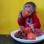 Monkey EM eats Tomato Grape Plum