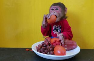 Monkey EM eats Tomato Grape Plum