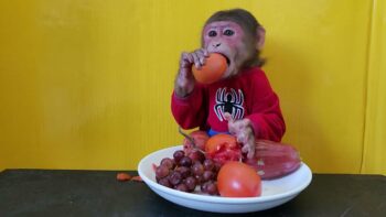 Monkey EM eats Tomato Grape Plum