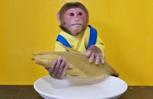 Monkey EM eats whole Boiled Corn
