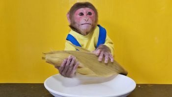 Monkey EM eats whole Boiled Corn