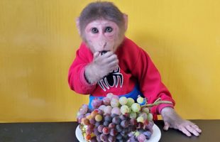 Monkey EM enjoys eating Grapes So Cute