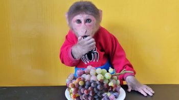 Monkey EM enjoys eating Grapes So Cute