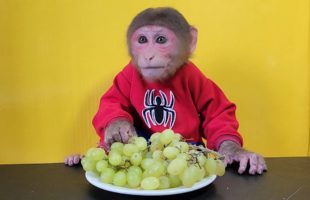 Monkey EM enjoys Japanese Green Grape
