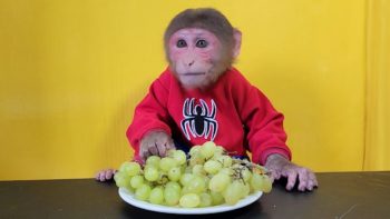 Monkey EM enjoys Japanese Green Grape