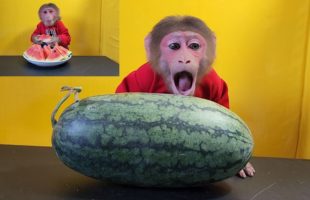 Monkey EM happily ate an entire plate of Watermelon
