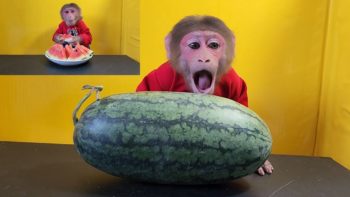 Monkey EM happily ate an entire plate of Watermelon