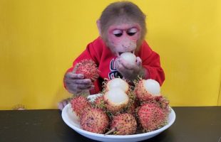 Monkey EM Reviews Cute Rambutan