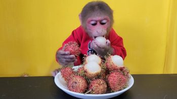 Monkey EM Reviews Cute Rambutan