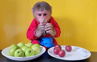 Monkey EM will choose the newest Green or Red Apple