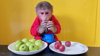 Monkey EM will choose the newest Green or Red Apple