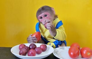 Monkey EM will choose to eat Tomatoes or Apples