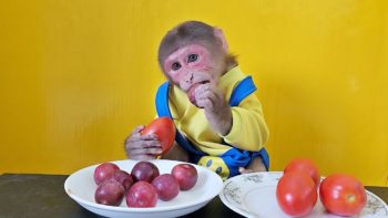 Monkey EM will choose to eat Tomatoes or Apples