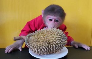 Monkey EM’s reaction when eating Durian for the first time