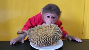 Monkey EM’s reaction when eating Durian for the first time