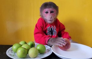 Monkey will choose to eat Big Apple or Small Apple
