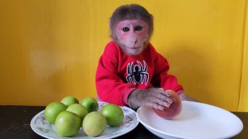 Monkey will choose to eat Big Apple or Small Apple