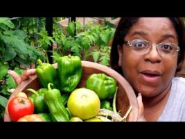 One Acre Homestead VLOG | Spring Harvest | Garden Tour