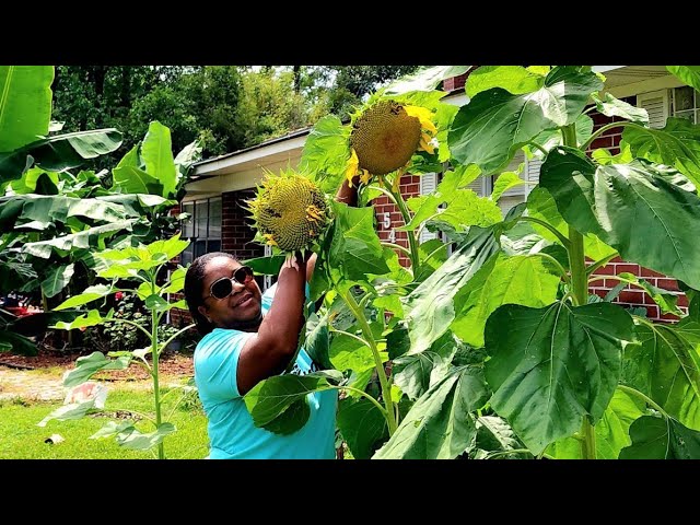 One Acre Homestead VLOG | StoryTime | Garden Clean Up