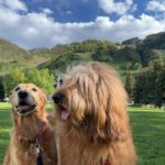 Play Time At The World’s Prettiest Dog Park!