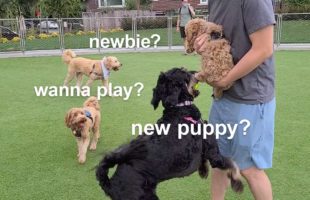 Puppy Visits Dog Park First Time