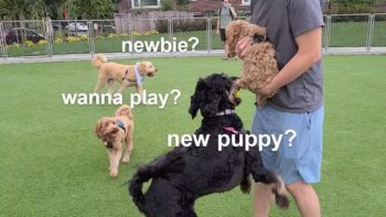 Puppy Visits Dog Park First Time