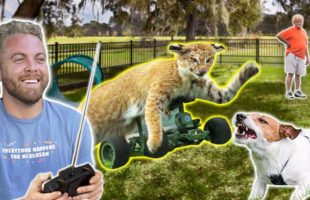 Remote Control Cat at Dog Park!