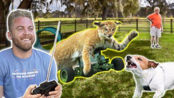 Remote Control Cat at Dog Park!