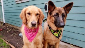 Sammie’s First Time at DOG PARK! Golden Retriever Vlog