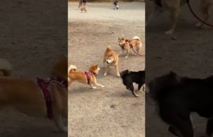Shiba Meetup At the Dog Park! Get Your Free Therapy Here!!