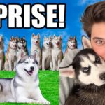 Surprising My Family with 12 Husky Puppies!!! *CUTENESS OVERLOAD* 😍👏🐶