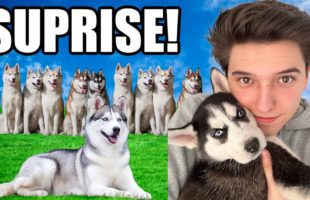 Surprising My Family with 12 Husky Puppies!!! *CUTENESS OVERLOAD* 😍👏🐶