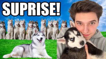 Surprising My Family with 12 Husky Puppies!!! *CUTENESS OVERLOAD* 😍👏🐶