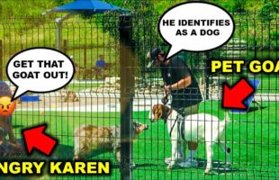 Taking My PET GOAT to the CITY DOG PARK!!! (PITBULL ATTACKS) – Bad Idea