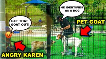 Taking My PET GOAT to the CITY DOG PARK!!! (PITBULL ATTACKS) – Bad Idea