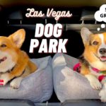 Talking Corgis Visit Las Vegas Dog Park!