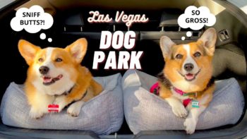 Talking Corgis Visit Las Vegas Dog Park!