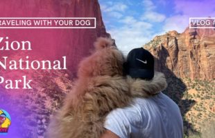 TRAVELING WITH YOUR DOG | Zion National Park | Dog Vlog #6 |