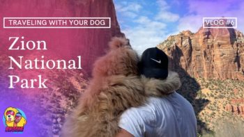 TRAVELING WITH YOUR DOG | Zion National Park | Dog Vlog #6 |