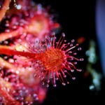 Sundew