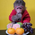 Baby monkey eats tangerines and guava grapes