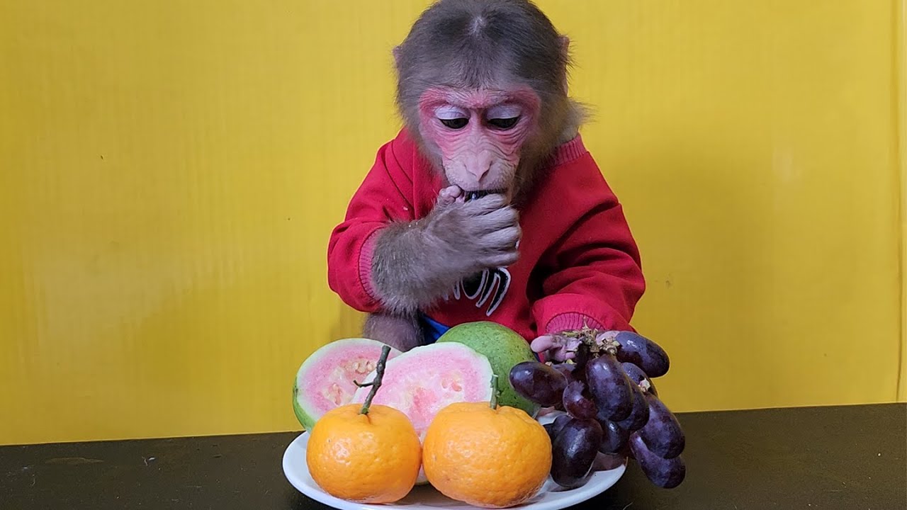 Baby monkey eats tangerines and guava grapes